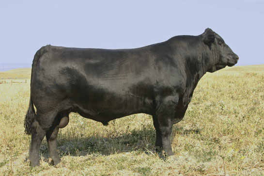 Sydenstricker Genetics : Herd Sires