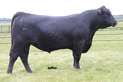 Sydenstricker Genetics : EPDs