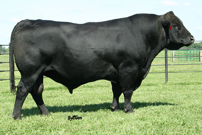 Sydenstricker Genetics : Herd Sires