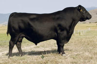 Sydenstricker Genetics : Herd Sires