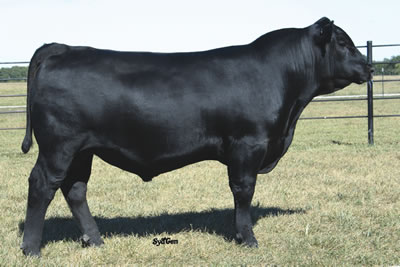 Sydenstricker Genetics : Herd Sires